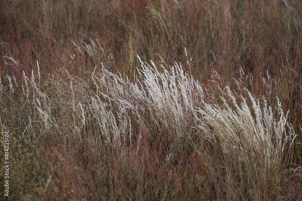 Colorful meadow and steppe grass sways in a strong wind. Selective focus. Blurred background. Colorful meadow and steppe grass sways in a strong wind. Selective focus. Blurred background.