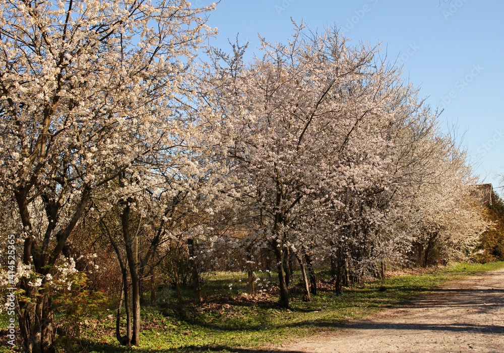 Blossoming Prunus padus tree with white flowers in the middle of spring Blossoming Prunus padus tree with white flowers in the middle of spring