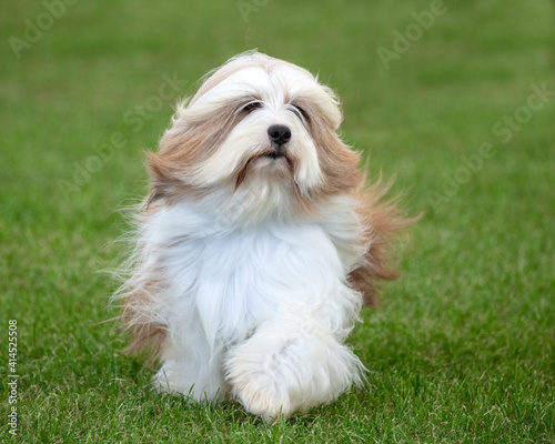 Quadro su tela Tibetan Terrier
