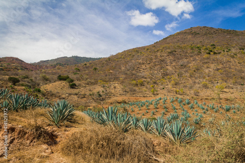 Landscape with maguey