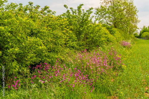 A view of Red Campion flowers growing in a hedgerow near Market Harborough, UK in springtime photo
