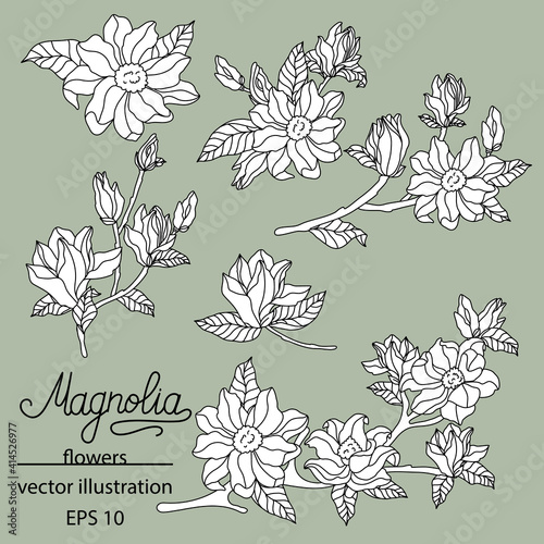 Fototapeta Naklejka Na Ścianę i Meble -  Magnolia set. Cute hand drawn flower vector