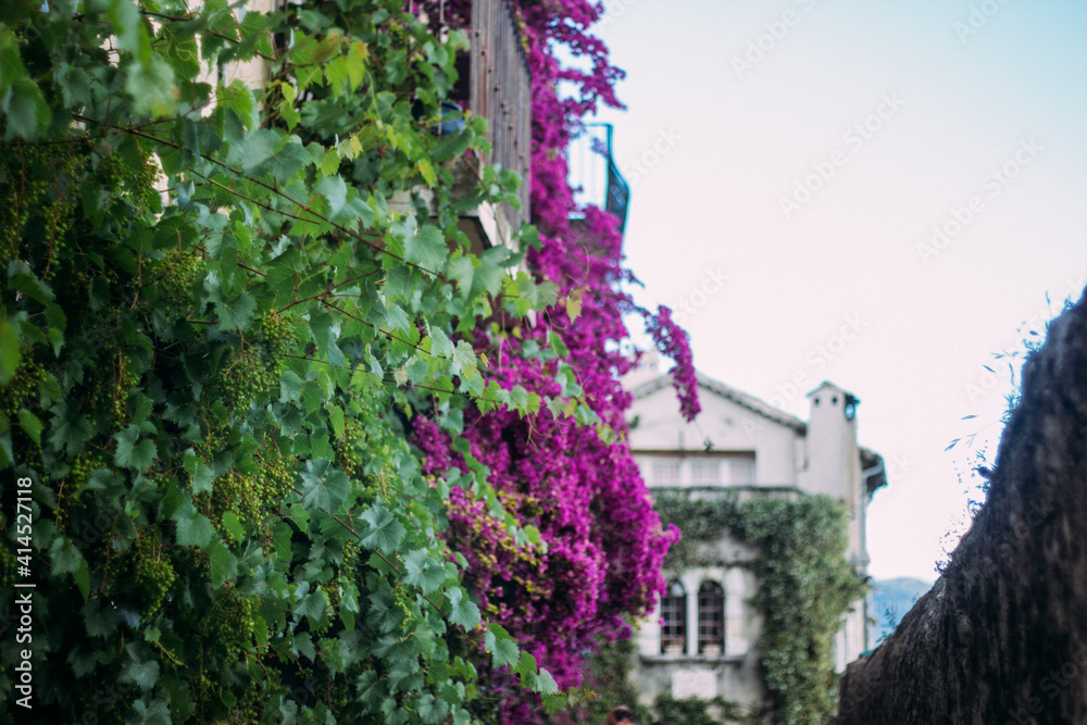 flowers flowers