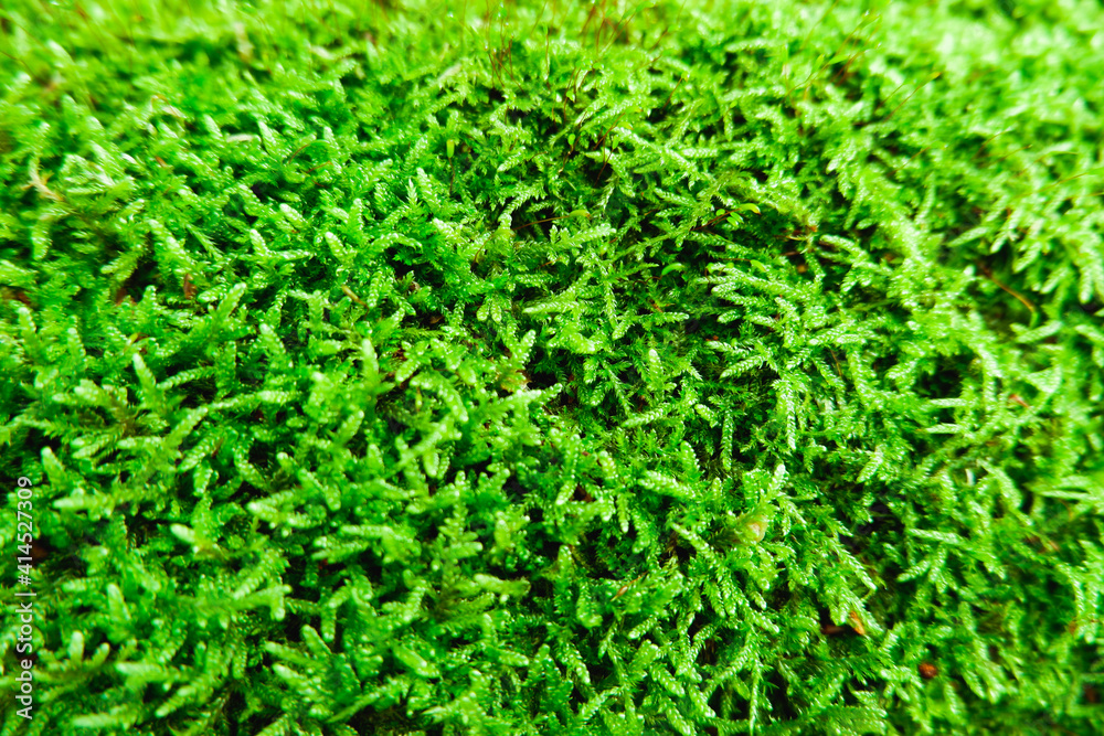 Natural background. Green moss texture close-up with shallow depth of field. Sunlight. Natural background. Green moss texture close-up with shallow depth of field. Sunlight.