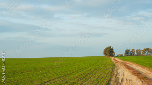 Natural background. Scenery. A green field of cereals  a dirt road and trees on the horizon against a sky covered with clouds.