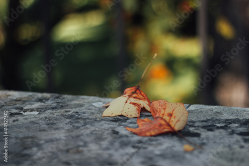 autumn leaves on the ground © Tom