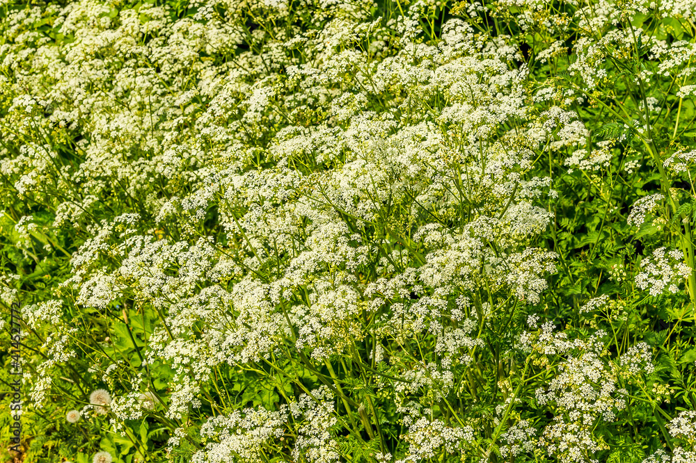A view of Cow Parsley flowers growing in a hedgerow near Market Harborough, UK in springtime A view of Cow Parsley flowers growing in a hedgerow near Market Harborough, UK in springtime
