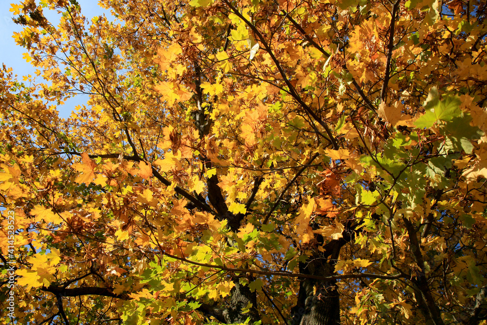 Real Autumn landscape - golden maple tree with sunlight on sunny meadow. Stolowe Mountains, National Park in Poland Real Autumn landscape - golden maple tree with sunlight on sunny meadow. Stolowe Mountains, National Park in Poland