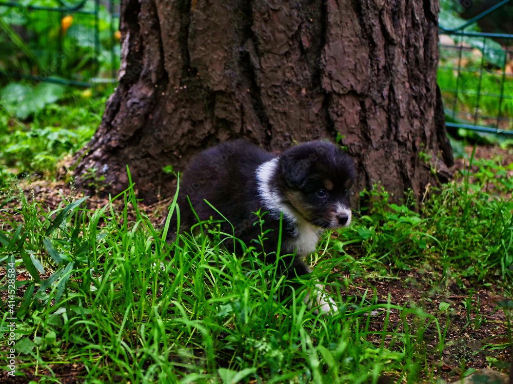 Beautiful Australian Shepherd Puppy. Beautiful Australian Shepherd Puppy.