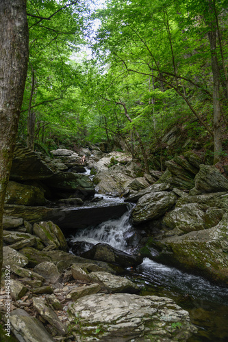 stream in the forest