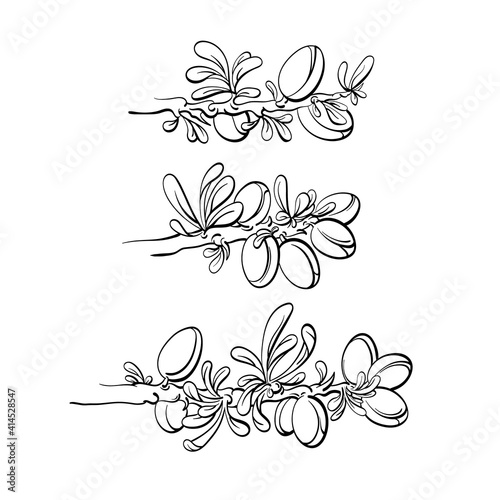 Argania tree set. Vector graphic hand drawn branch