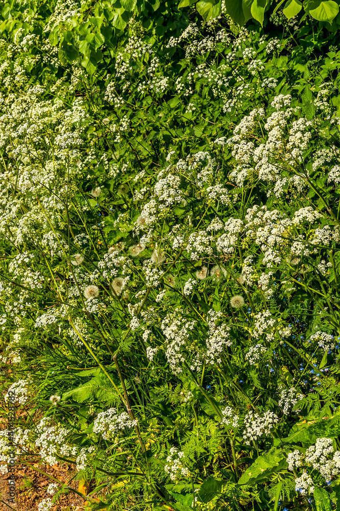 A hedgerow with blooming Cow Parsley near Market Harborough, UK in springtime A hedgerow with blooming Cow Parsley near Market Harborough, UK in springtime