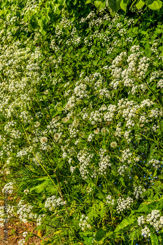 A hedgerow with blooming Cow Parsley near Market Harborough  UK in springtime