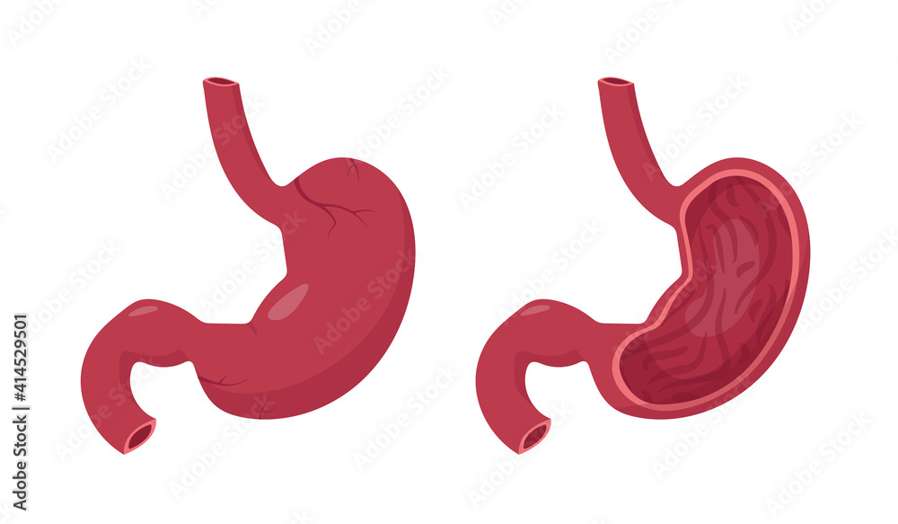 Human stomach outside and cross section inside. Human stomach outside and cross section inside.