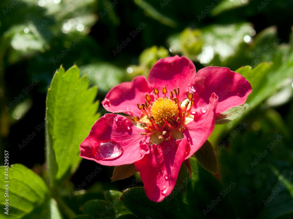 Fototapeta premium Strawberry flower