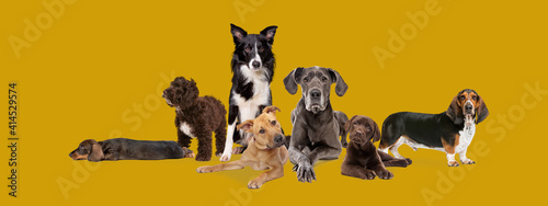 seven different dog breeds