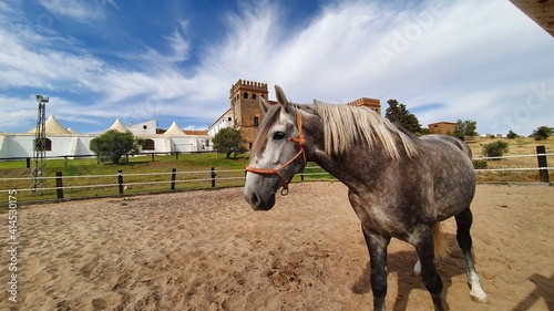 Caballo. Paisaje.