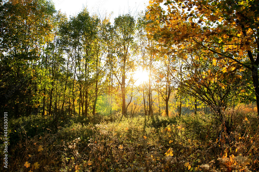 Obraz premium Real Autumn landscape - golden maple tree with sunlight on sunny meadow. Stolowe Mountains, National Park in Poland