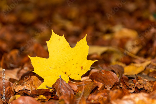 Gelbes Herbstblatt auf braunem Laub
