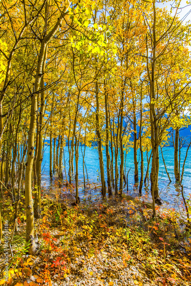 Fototapeta premium Flooded coastal groves