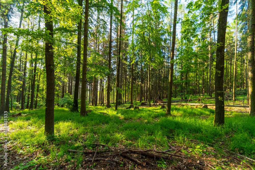Fototapeta premium Beautiful forest in spring with bright sun shining through the trees