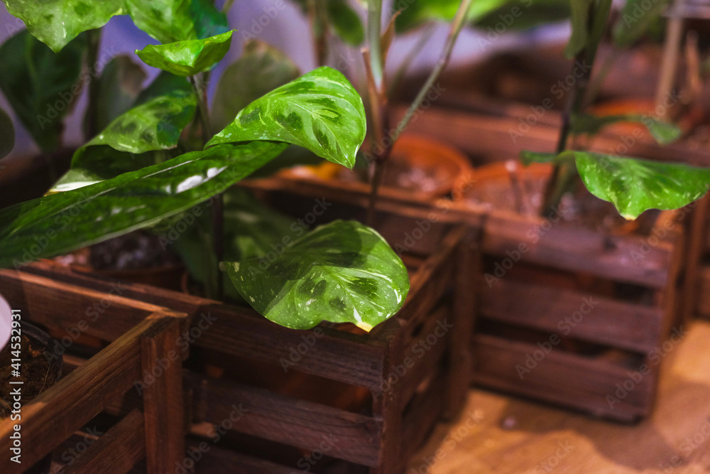 Green flower petals in a wooden box. Spring green leaves Green flower petals in a wooden box. Spring green leaves