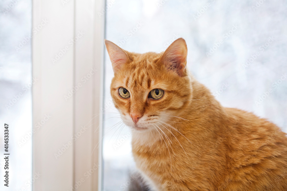 Ginger cat sitting on the windowsill.