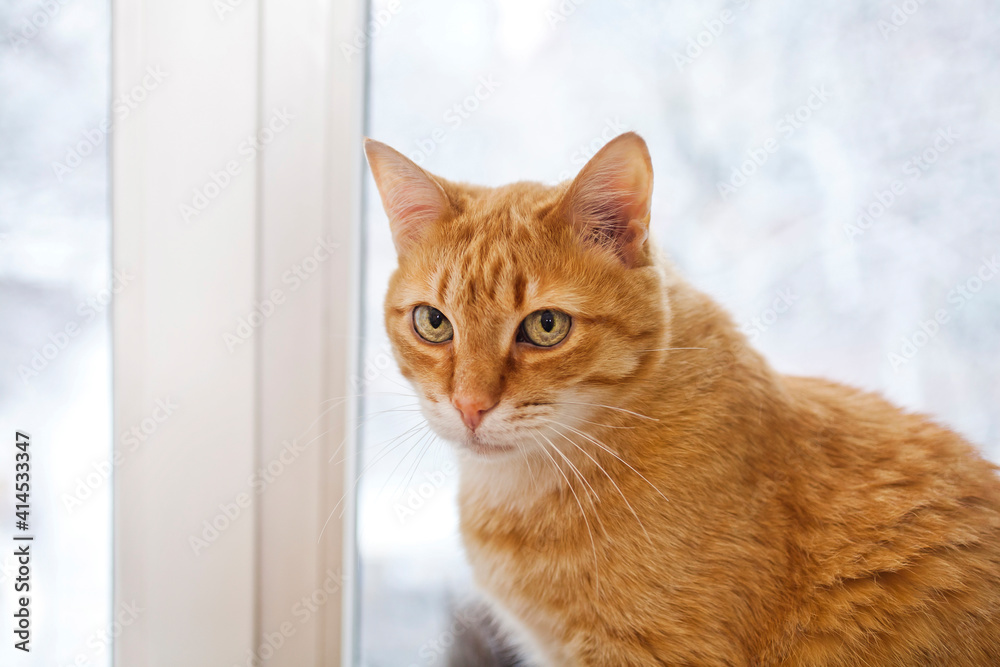 Ginger cat sitting on the windowsill. Ginger cat sitting on the windowsill.