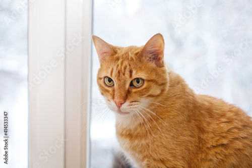 Ginger cat sitting on the windowsill.
