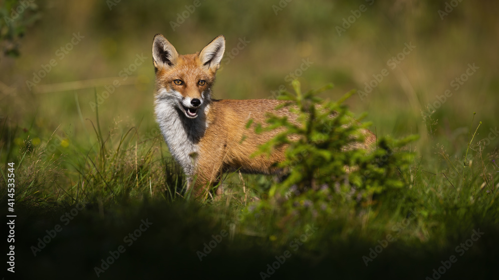 Red fox hiding behind small green tree on a glade in summer. Wild mammal with orange fur peeking from behind a spruce illuminated by morning sunlight. Animal predator hunting. Red fox hiding behind small green tree on a glade in summer. Wild mammal with orange fur peeking from behind a spruce illuminated by morning sunlight. Animal predator hunting.