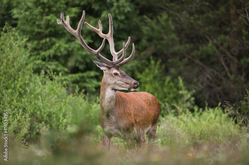 Red deer, cervus elaphus, with huge anlters standing by a bush in summer. Wild stag observing in woodland in spring nature. Brown mammal looking inside forest.
