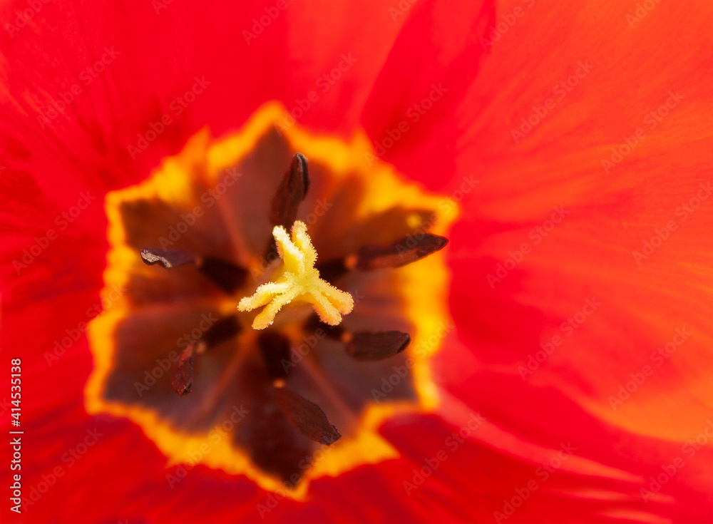 red tulip close up. floral natural background red tulip close up. floral natural background