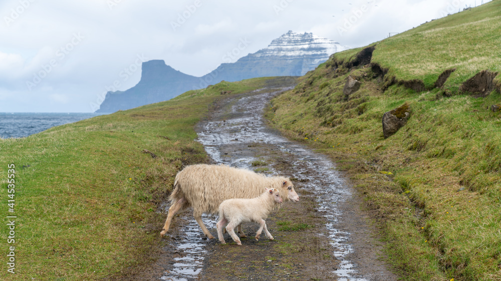 Obraz premium Wildlife in the Faroe Islands. Sheep on Vagar island. Faroe Islands. Denmark. Europe.