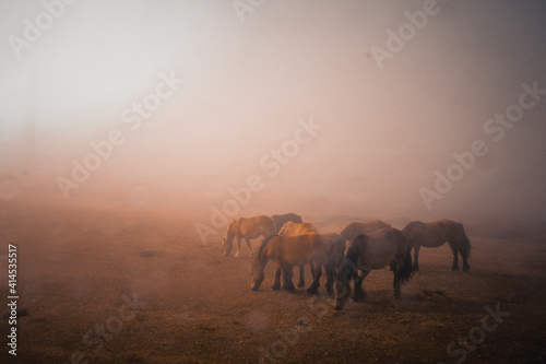 Caballos pastando en el campo en medio de una espesa niebla