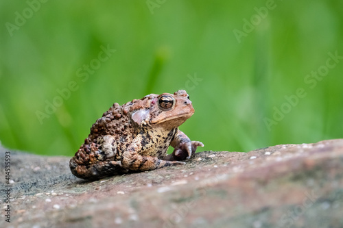An Eastern American Toad (Anaxyrus americanus) resting on a rock in the summer sun.