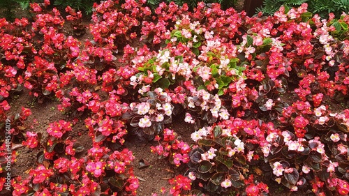 Fototapeta Naklejka Na Ścianę i Meble -  Small summer flowers planted in city flower beds to make people happy