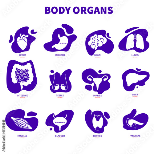 Body organs silhouette icons set. Anatomy pictograms on abstract geometric splashes. Signs of liver, heart, intestine, brain, thyroid, kidney, pancreas, stomach, testes. Medical vector illustration.