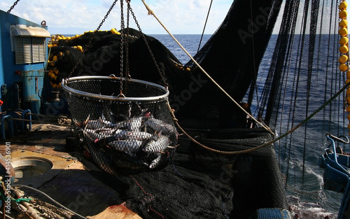 Extraction of tuna fish from the seine near the side of the seiner	