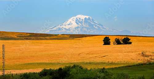 Beautiful Mount Rainier in Washington State, with a wheat field in the foreground.