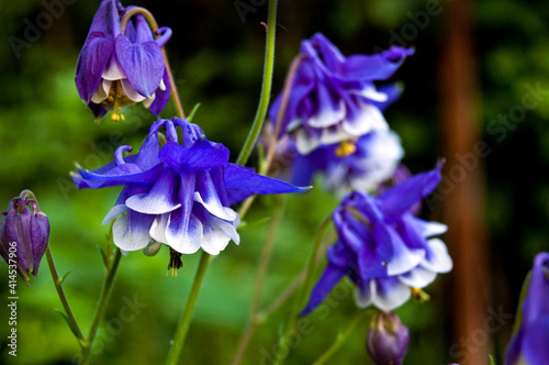 Aquilegia flower on a background of leaves