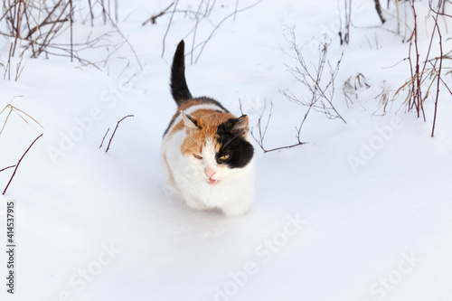 colored cat during a walk in a snow