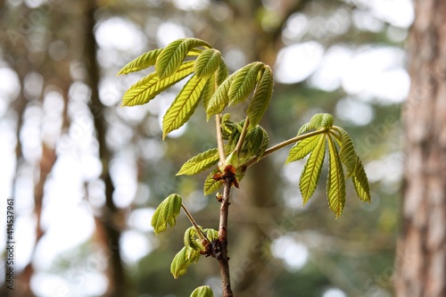 Young leaves on the branches of chestnut trees appear on warm spring days