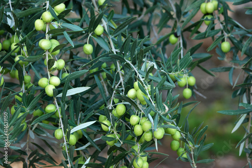 Detail of olive tree branch. Olive branch with leaves and olives close up. Mediterranean plant, flora.