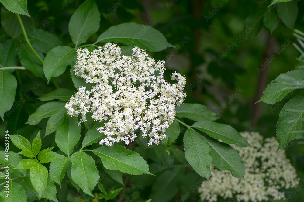 Sambucus nigra european black elder shrub in bloom, group of small flowering elderberry white flowers on branches Sambucus nigra european black elder shrub in bloom, group of small flowering elderberry white flowers on branches