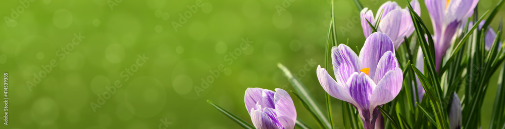 Blumen 1329 Blumen 1329