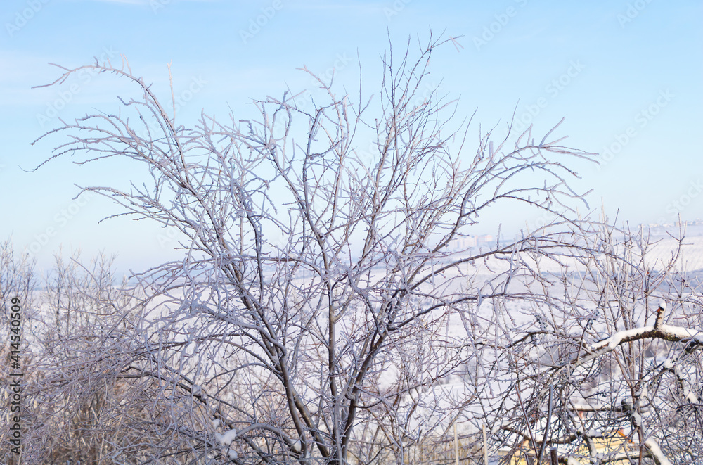 Icicles on a fruit tree with beautiful blue sky. Winter concept