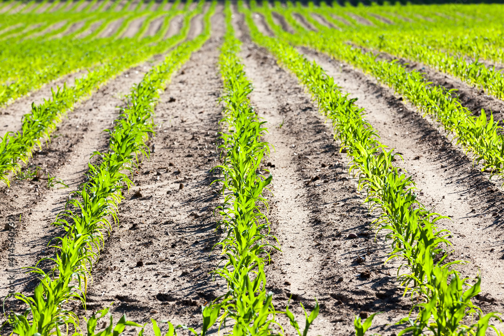 young corn sprouts in the spring season young corn sprouts in the spring season