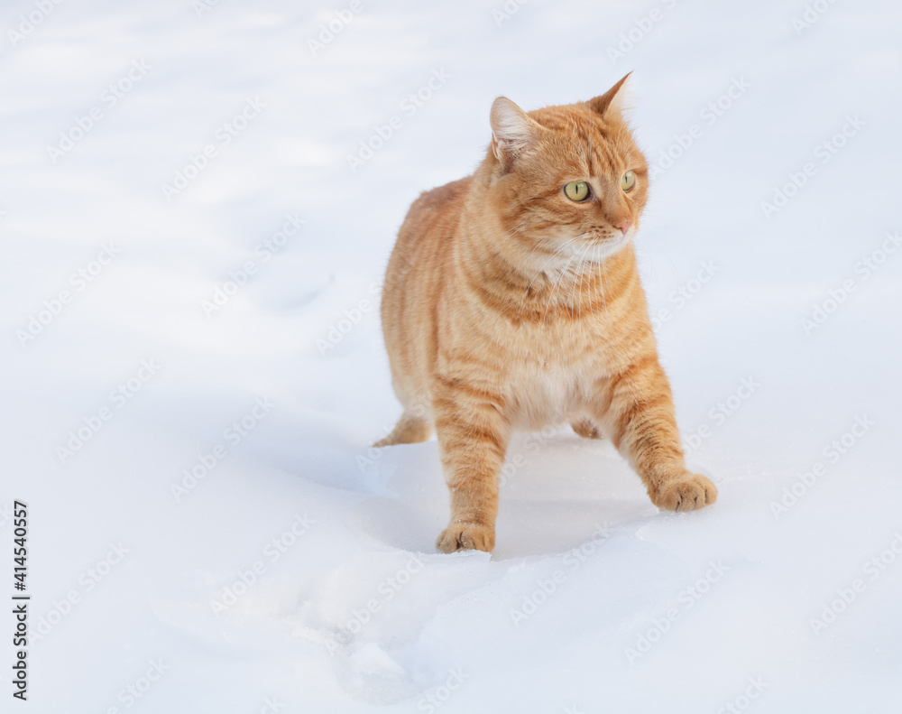 A funny orange cat is playing in the snow