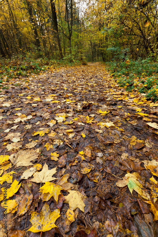 fallen to the ground foliage of deciduous trees fallen to the ground foliage of deciduous trees