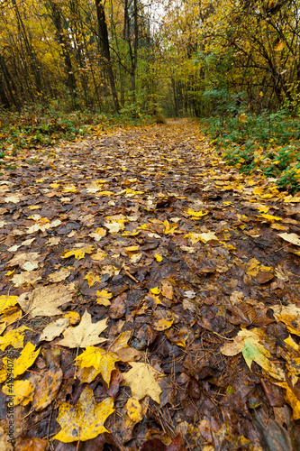 fallen to the ground foliage of deciduous trees